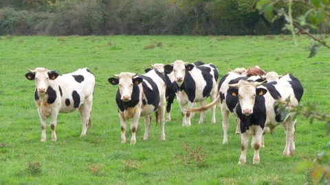 Black and white cows observing in a meadow Stock Footage 293854648