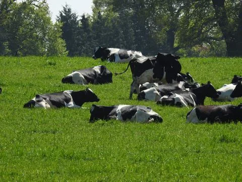 Black and white cows Stock Photos