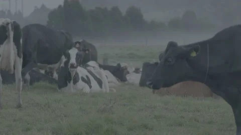 Black and white cows resting together in the cold fog Stock Footage 221090651