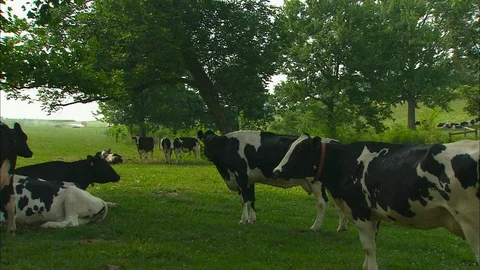 Black and white cows in the shade Stock Footage 87899233