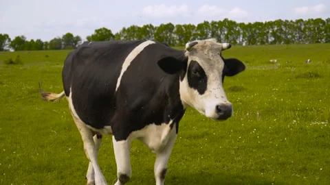 Black and white cows standing and grazing on a green field with a beautiful Stock Footage 112476897