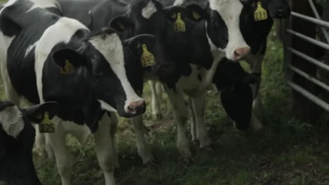 Black and white cows standing in a group Video stock 233203536