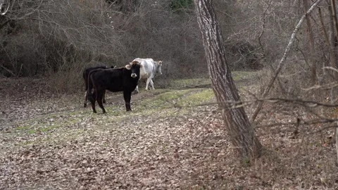 Black and white cows walking on yellow leaves in the forest Stock Footage 252957227