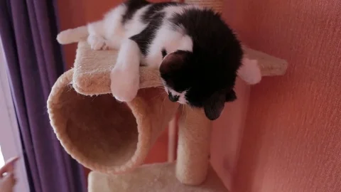 Black and white cute active cat playing with a toy in cats house. House for cats Stock Footage 76430908