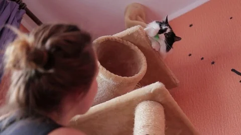 Black and white cute active cat playing with a toy in cats house. House for cats Stock Footage 76430931