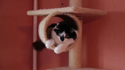 Black and white cute active cat playing with a toy in cats house. House for cats Stock Footage 76431012