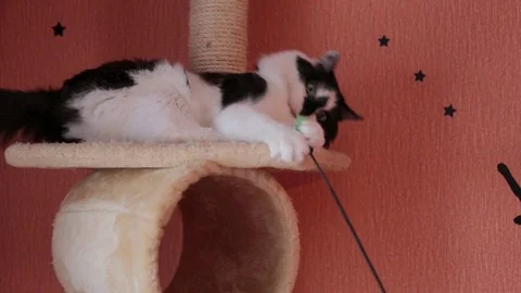 Black and white cute active cat playing with a toy in cats house. House for cats Stock Footage 76431035