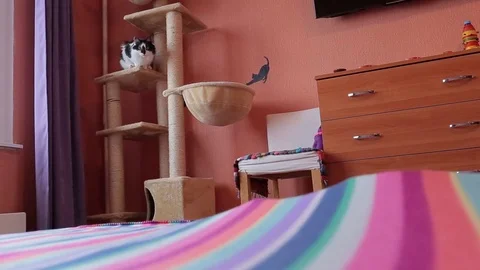 Black and white cute active cat playing with a toy in cats house. House for cats Stock Footage 76431113