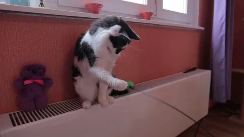 Black and white cute active cat playing with a toy. Heating system Stock Footage 76717979