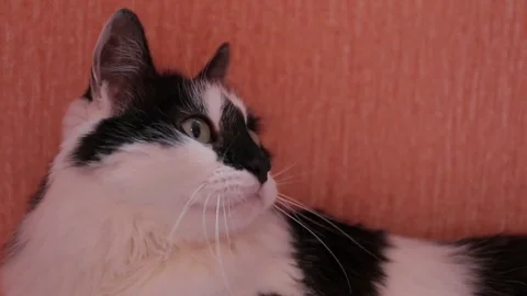 Black and white cute active cat playing with a toy in cats house. House for cats Stock Footage 76718022