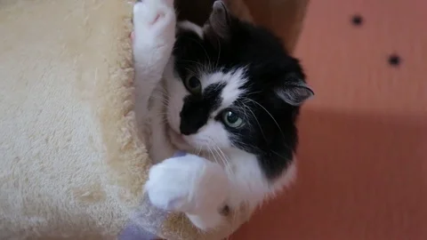 Black and white cute active cat playing with a toy in cats house. Video stock 118541135