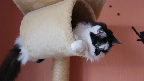 Black and white cute active cat playing with a toy in cats house. Video stock 118541185