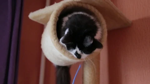 Black and white cute active cat playing with a toy in cats house. Video stock 118541297