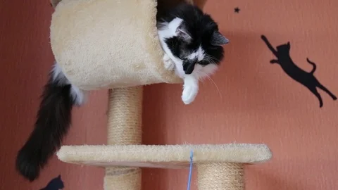 Black and white cute active cat playing with a toy in cats house. Video stock 118541335