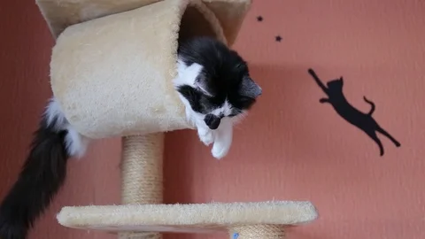Black and white cute active cat playing with a toy in cats house. Video stock 118541391