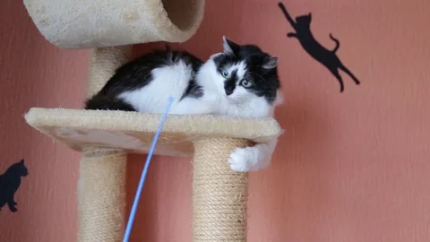 Black and white cute active cat playing with a toy in cats house. Stock Footage 118541448