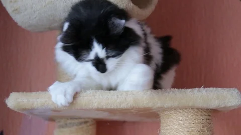 Black and white cute active cat playing with a toy in cats house. Video stock 118541490