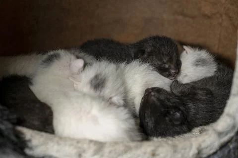 Black and White Cute Newborn Kittens Cuddled Up Sleeping Stock Photos