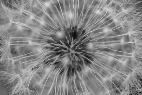 Black and White Dandelion  Capitulum Stock Photos