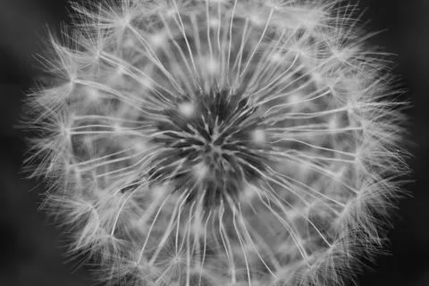 Black and White Dandelion Capitulum Macro Stock Photos