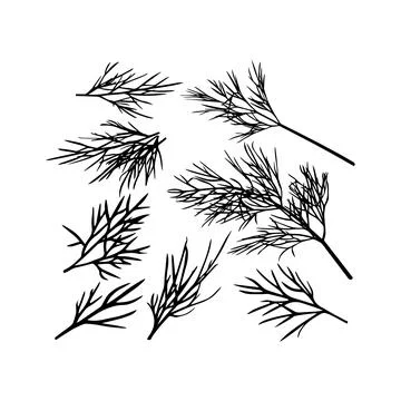 Black and White Dill Herb Illustrations Set. Vector icon. Stock Illustration