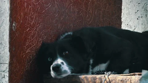 Black and White Dog with Different Eyes on a Chain Near the Booth is Resting Stock Footage 179950202