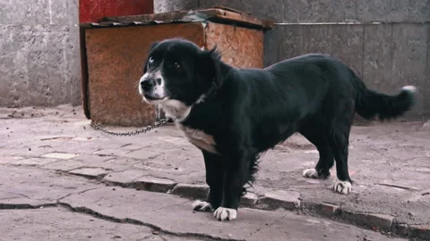 Black and White Dog with Different Eyes on a Chain Near the Booth is Frolic Stock Footage 180038085