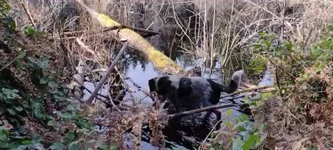 Black and white dog drinking from wilderness lake Stock Footage 170032734