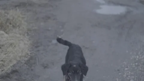 Black and white dog Stock Footage 271331925