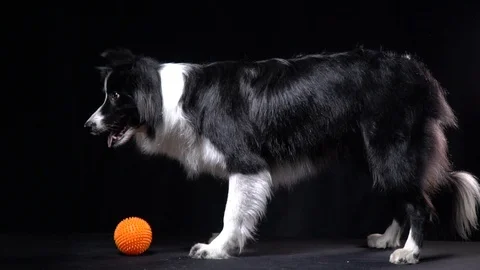 A black and white dog is lying down near the ball on command Stockbeeldmateriaal 104401142