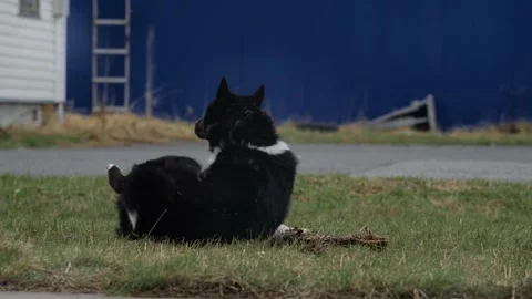 The black and white dog lying around in the grass into the corpse of a bird Vidéo 153673426