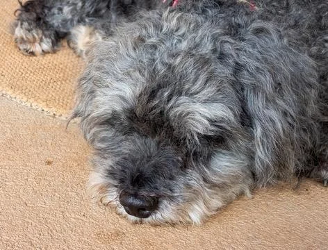 Black and white dog lying down Stock Photos
