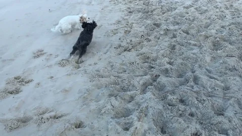 Black and white dog playing on beach Stock Footage 80280594