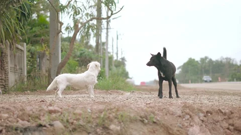 Black and white dog playing fight Stock-Footage 86516173