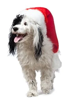 Black and white dog wearing a Santa hat. isolated Stock Photos