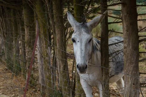 Black and white donkey behind a metal fence Stock Photos