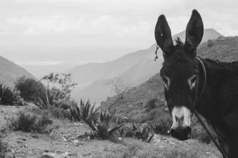 Black and white donkey Stock Photos
