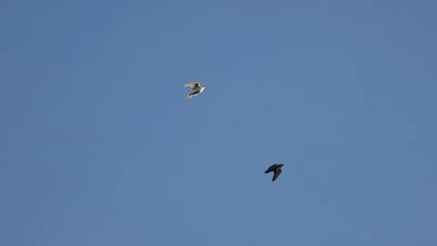 Black and white doves fly on blue sky Stock Footage 145797938
