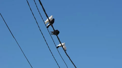 Black and white doves perching on a power line Stock Footage 345003907