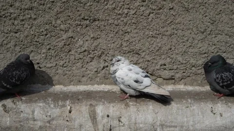 Black and white doves sit on the cornice of the house on a sunny day 스톡 동영상 87935323