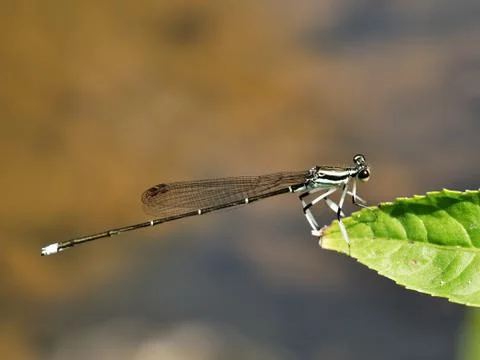 Black and white dragonfly on a leaf. Stock Photos