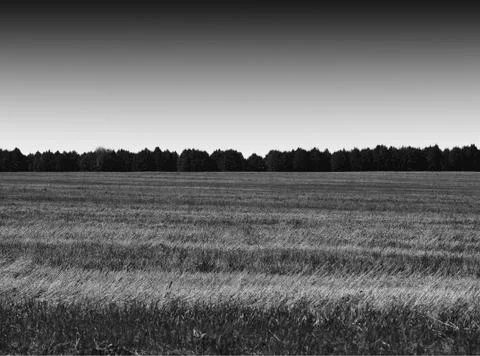 Black and white dramatic field landscape background 스톡 사진