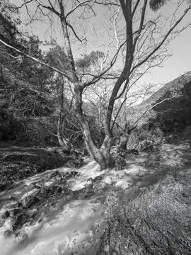 Black and White Dramatic Forest River Landscape Turkey Stock Photos