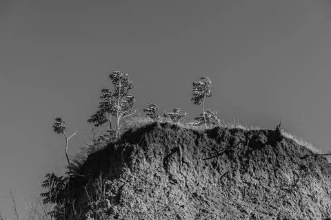 Black and white dramatic landscape of trees. Texture of rock 库存照片