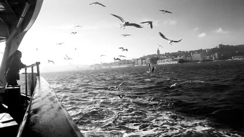 Black and white dramatic scene of Istanbul, seagulls, and ferry view text s.. Foto stock