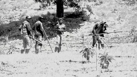 Black and white dramatic video of Haitian field workers on a avocado farm in the Stock Footage 157701029