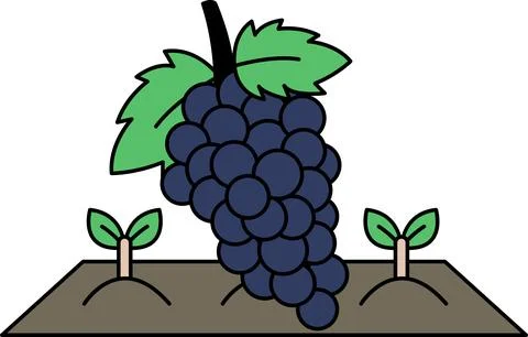 A black and white drawing of a bunch of grapes with a leaf on top Stock Illustration
