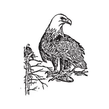 A black and white drawing of an eagle Stock Illustration