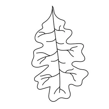 Black and white drawing of a leaf on a white background 스톡 일러스트
