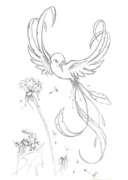 Black and white drawing with a simple pencil of a flying bird over dandelions Stock Illustration